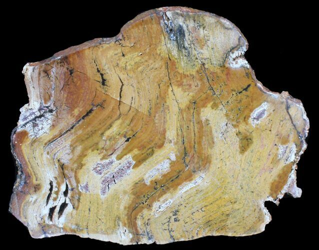 Strelley Pool Stromatolite - Oldest Known Life ( Billion Years) #39038